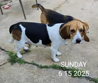 Sadie , a female Beagle for sale in Mustang, OK – Photo 8 of 10