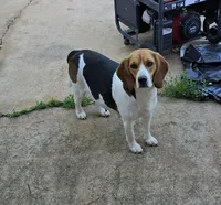 Sadie , a female Beagle for sale in Mustang, OK – Photo 9 of 10