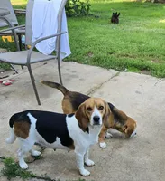 Sadie , a female Beagle for sale in Mustang, OK – Photo 7 of 10