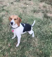 Sadie , a female Beagle for sale in Mustang, OK – Photo 2 of 10