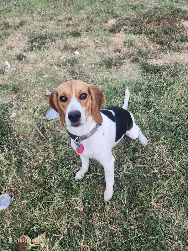Sadie  – Beagle puppy for sale in Mustang, OK