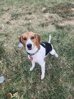 Sadie , a female Beagle for sale in Mustang, OK – Photo 1 of 10
