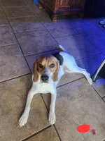 Sadie , a female Beagle for sale in Mustang, OK – Photo 5 of 10