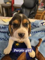 Purple collar , a female Beagle for sale in Mustang, OK – Photo 7 of 7