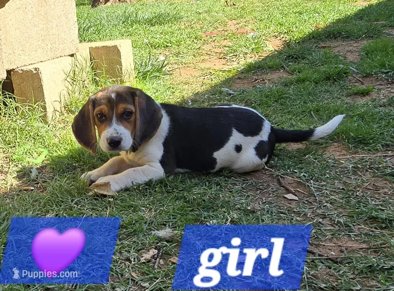 Purple collar  – Beagle puppy for sale in Mustang, OK