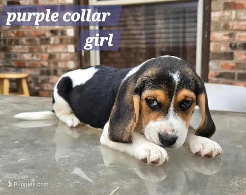 Purple collar  – Beagle puppy for sale in Mustang, OK