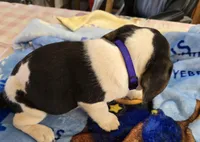 Purple collar , a female Beagle for sale in Mustang, OK – Photo 4 of 7