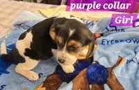 Purple collar , a female Beagle for sale in Mustang, OK – Photo 2 of 7