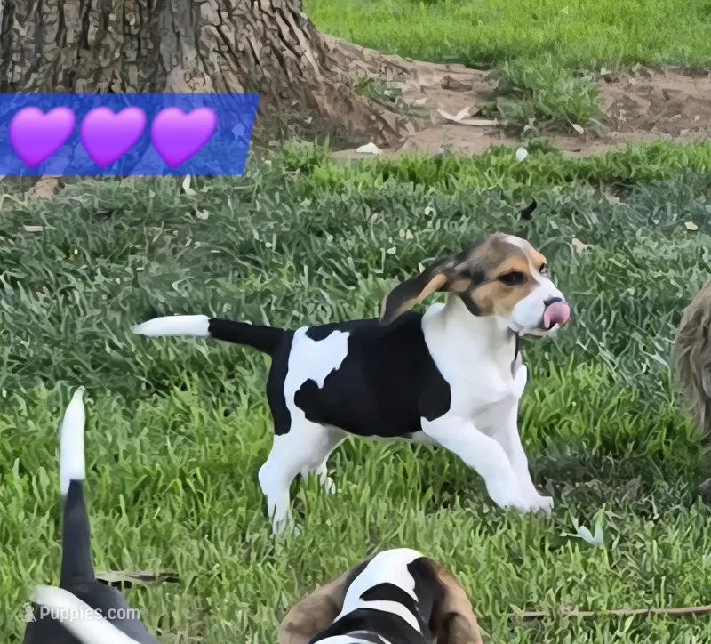 Purple collar  – Beagle puppy for sale in Mustang, OK