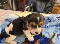 Purple collar , a female Beagle for sale in Mustang, OK – Photo 3 of 7