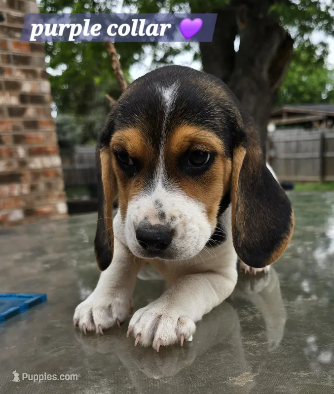 Purple collar  – Beagle puppy for sale in Mustang, OK