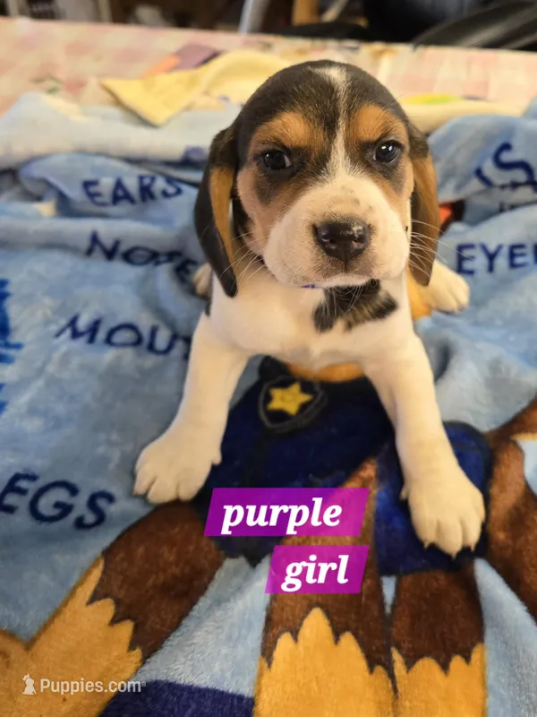 Purple collar  – Beagle puppy for sale in Mustang, OK