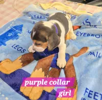 Purple collar , a female Beagle for sale in Mustang, OK – Photo 6 of 7