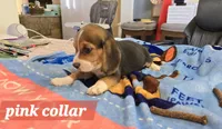 Pink collar , a female Beagle for sale in Mustang, OK – Photo 3 of 9
