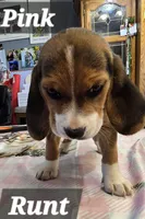Pink collar (Runt), a female Beagle for sale in Mustang, OK – Photo 7 of 10