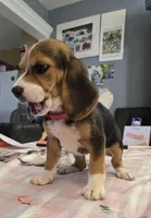 Pink collar (Runt), a female Beagle for sale in Mustang, OK – Photo 2 of 10