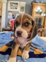 Pink collar , a female Beagle for sale in Mustang, OK – Photo 9 of 9