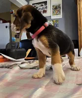 Pink collar (Runt), a female Beagle for sale in Mustang, OK – Photo 5 of 10