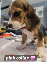Pink collar (Runt), a female Beagle for sale in Mustang, OK – Photo 3 of 10