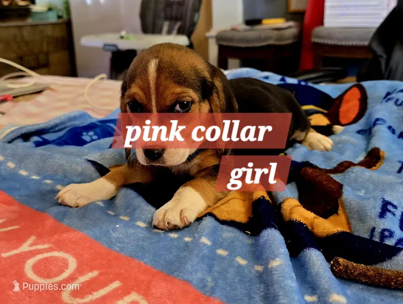 Pink collar  – Beagle puppy for sale in Mustang, OK