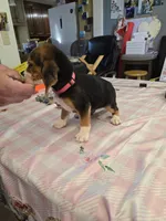 Pink collar (Runt), a female Beagle for sale in Mustang, OK – Photo 9 of 10
