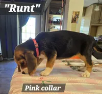 Pink collar (Runt), a female Beagle for sale in Mustang, OK – Photo 6 of 10