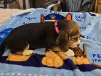 Pink collar , a female Beagle for sale in Mustang, OK – Photo 6 of 9