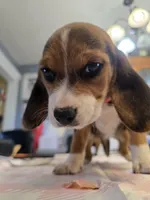 Pink collar (Runt), a female Beagle for sale in Mustang, OK – Photo 10 of 10