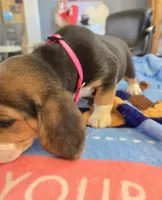 Pink collar , a female Beagle for sale in Mustang, OK – Photo 8 of 9