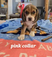 Pink collar , a female Beagle for sale in Mustang, OK – Photo 5 of 9