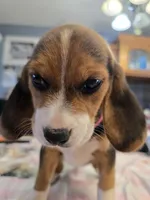 Pink collar (Runt), a female Beagle for sale in Mustang, OK – Photo 8 of 10