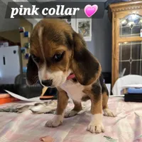 Pink collar (Runt), a female Beagle for sale in Mustang, OK – Photo 4 of 10