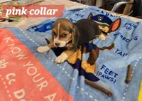 Pink collar , a female Beagle for sale in Mustang, OK – Photo 4 of 9