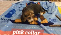 Pink collar , a female Beagle for sale in Mustang, OK – Photo 2 of 9