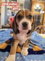 Pink collar , a female Beagle for sale in Mustang, OK – Photo 7 of 9