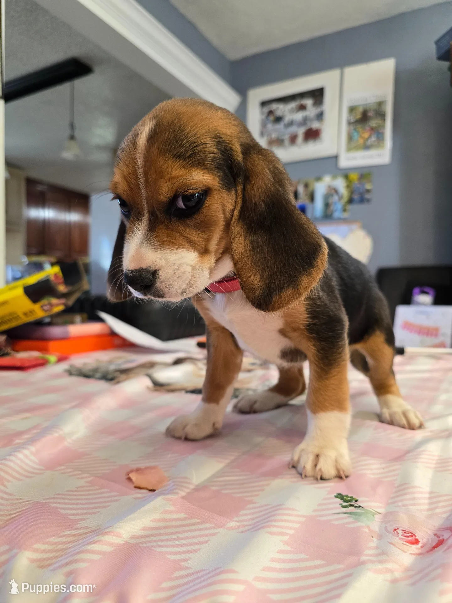 Pink collar  – Beagle puppy for sale in Mustang, OK