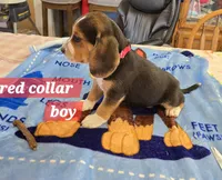 Red collar , a male Beagle for sale in Mustang, OK – Photo 3 of 9