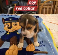 Red collar , a male Beagle for sale in Mustang, OK – Photo 1 of 9