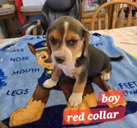 Red collar , a male Beagle for sale in Mustang, OK – Photo 7 of 9