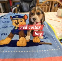 Red collar , a male Beagle for sale in Mustang, OK – Photo 4 of 9