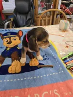 Red collar , a male Beagle for sale in Mustang, OK – Photo 9 of 9