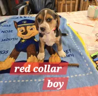 Red collar , a male Beagle for sale in Mustang, OK – Photo 5 of 9