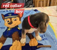 Red collar , a male Beagle for sale in Mustang, OK – Photo 2 of 9