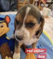 Red collar , a male Beagle for sale in Mustang, OK – Photo 6 of 9