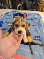 Yellow collar , a female Beagle for sale in Mustang, OK – Photo 9 of 10