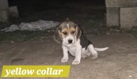 Yellow collar , a female Beagle for sale in Mustang, OK – Photo 7 of 10