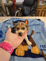 Yellow collar , a female Beagle for sale in Mustang, OK – Photo 10 of 10