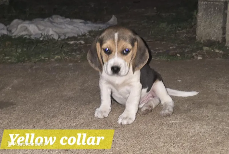 Yellow collar  – Beagle puppy for sale in Mustang, OK