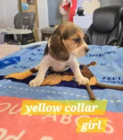 Yellow collar , a female Beagle for sale in Mustang, OK – Photo 6 of 10