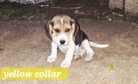 Yellow collar , a female Beagle for sale in Mustang, OK – Photo 2 of 10